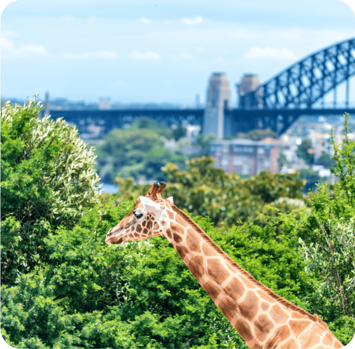 Australia Taronga Zoo Backdrop - Business Event Destination
