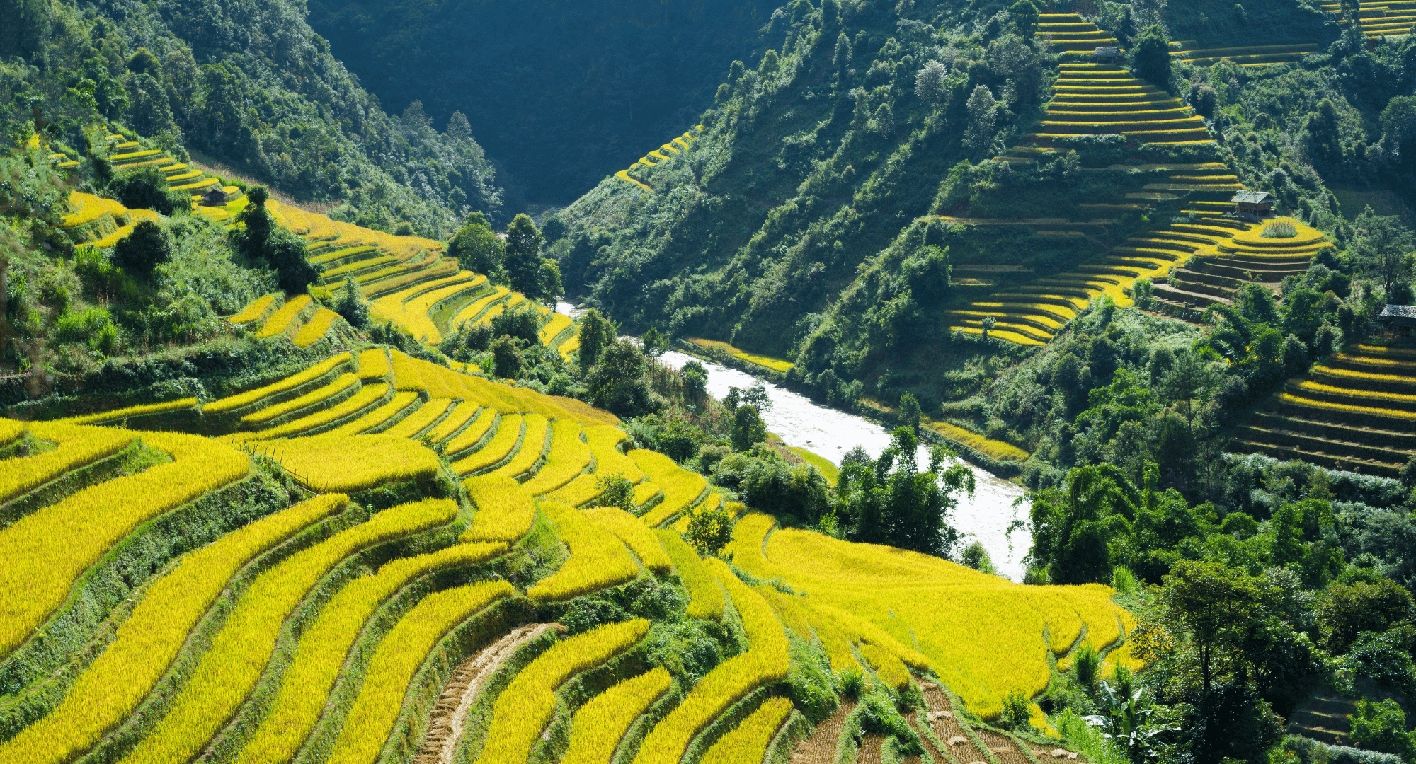 Asia Pacific Rice Paddy Fields