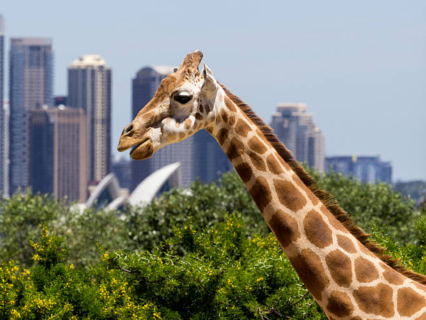 Giraffe Taronga Zoo Australia