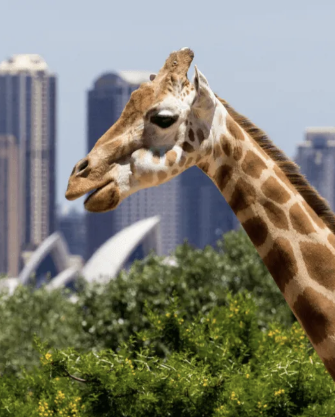 Giraffe Taronga Zoo, Sydney City Backdrop. Group Incentive Trip Idea